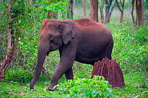Asian Elephant (Elephas maximus) female walking past termite mound in forest, Nagarhole National Park, South India