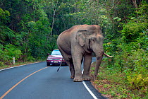 Asian Elephant (Elephas maximus) male, blocking road, missing one tusk, Khao Yai National Park, Thailand