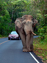 Asian Elephant (Elephas maximus) male with one tusk, blocking road, Khao Yai National Park, Thailand