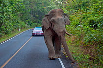 Asian Elephant (Elephas maximus) male with one tusk, blocking road, Khao Yai National Park, Thailand