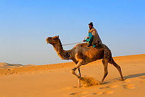 Camel herder riding Dromedary camel (Camelus dromedarius), Thar Desert, Rajasthan, India
