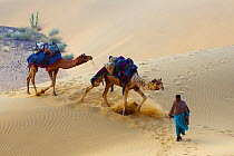 Camel herder leading Dromedary camels (Camelus dromedarius), Thar Desert, Rajasthan, India