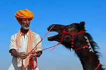 Camel herder with black Dromedary camel (Camelus dromedarius) Thar Desert, Rajasthan, India