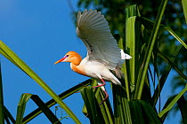 Cattle Egret (Bubulcus ibis) in breeding plumage, balancing on palm leaf, India