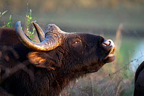 Gaur (Bos gaurus), old male, ears torn, displaying flehmen posture to detect scent, Kanha National Park, Madhya Pradesh, India. Endangered species.
