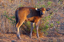 Gaur (Bos gaurus), calf, southern India. Endangered species.