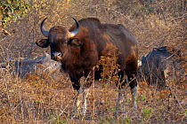 Gaur (Bos gaurus), female, Southern India. Endangered species.