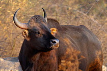 Gaur (Bos gaurus), female, southern India. Endangered species.