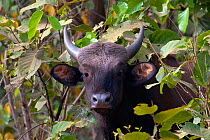 Gaur (Bos gaurus), calf, portrait, Nagarhole National Park, Karnataka, India. Endangered species.