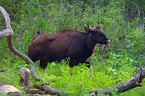 Gaur (Bos gaurus), female, Nagarhole National Park, Karnataka, India. Endangered species.