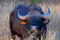 Gaur (Bos gaurus), old male, Kanha National Park, Madhya Pradesh, India. Endangered species.
