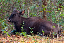 Gaur (Bos gaurus), calf resting, Nagarhole National Park, Karnataka, India. Endangered species.
