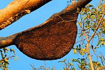 Giant honey bee nest (Apis dorsata), Karnataka, India