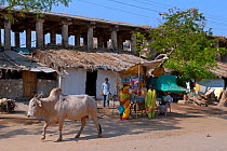 Zebu cattle (Bos primigenius indicus) holy cow, walking in front of street vendor and ruins, Hampi, Karnataka, India