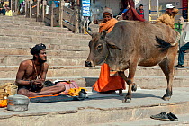 Zebu cattle (Bos primigenius indicus)  holy cow, walking past Sadhu or holy man, Varanasi, India