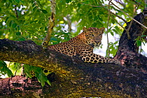 Indian Leopard (Panthera pardus fusca), subspecies from Asia, male resting on tree, Nagarhole National Park, India