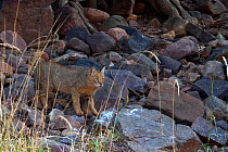 Jungle cat (Felis chaus), Rajasthan, India