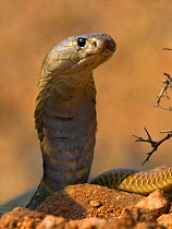 Indian Cobra or Spectacled Cobra (Naja naja), Karnataka, India