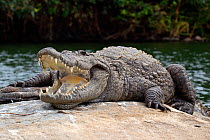 Marsh Crocodile or Mugger (Crocodylus palustris) basking, with mouth open for thermoregulation, Cauvery river, Karnataka, India
