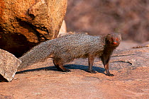 Ruddy mongoose (Herpestes smithii) Karnataka, India