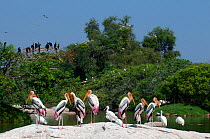 Painted Stork (Mycteria leucocephala), Eurasian Spoonbill (Platalea leucorodia) and other waterbirds, mixed colony, Cauvery river, Karnataka, India