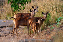 Sambar Deer (Cerus unicolor), alert females with offspring, Ranthambhore National Park, Rajasthan, India