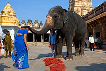 Asian Elephant (Elephas maximus), temple elephant gives blessings to pilgrims at the ruins and temple complex of Hampi, Karnataka, India