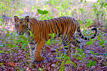 Tiger (Panthera tigris tigris) cub, Bandhavgarh National Park, India