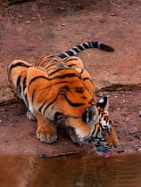 Tiger (Panthera tigris tigris) large cub drinking at water's edge, Bandhavgarh National Park, India