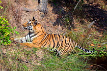 Tiger (Panthera tigris tigris), male, Bandhavgarh National Park, India