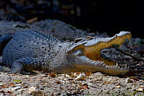 Siamese crocodile (Crocodylus siamensis) mouth open to regulate body temperature when basking. Khao Yai National Park, Thailand. Critically endangered species.