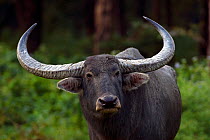 Asiatic Wild Water Buffalo (Bubalus arnee), Royal Manas National Park, Bhutan