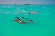 Small pod of Bottlenose dolphins (Tursiops truncatus) surfacing, Florida, USA.
