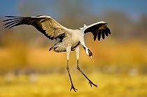 Common crane (Grus grus) landing, Lake Hornborga, Sweden, April.