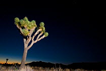 Joshua tree (Yucca brevifolia) at night, Joshua Tree National Park, California, USA, June 2012.