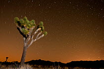 Joshua tree (Yucca brevifolia) at night, with star trails, Joshua Tree National Park, California, USA, June 2012.