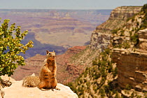 Rock squirrel (Otospermophilus / Spermophilus variegatus) standing on the South Rim of the Grand Canyon, Grand Canyon National Park, Arizona, USA, June 2012.