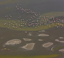 Lesser Flamingo (Phoeniconaias minor) flock, aerial view, Lake Magadi, Rift Valley, Kenya
