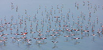 Lesser Flamingos (Phoeniconaias minor) with wings open, aerial view, Lake Magadi, Rift Valley, Kenya