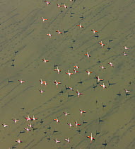 Lesser flamingos (Phopeniconaias minor) flock, aerial view, Natron lake, Rift valley, Tanzania, Africa
