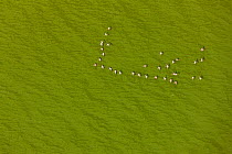 Lesser flamingo flock (Phoeniconaias) flying over  lake with green algae, aerial view, Rift valley, Kenya