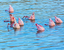 Lesser flamingos (Phoeniconaias minor) feeding in Lake Bogoria, Rift valley, Kenya