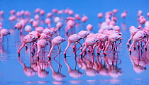 Lesser flamingo (Phoeniconaias minor) flock feeding in lake Nakuru, Kenya
