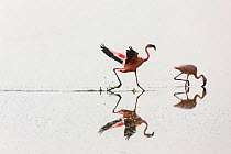 Two Lesser flamingos (Phoeniconaias minor) one feeding the other running, Lake Nakuru NP, Rift Valley, Kenya