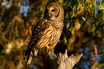 Barred owl (Srtrix varia) perched on broken branch, Myakka City, Florida, USA, January