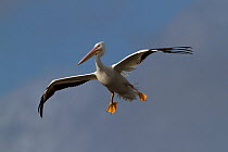 American white pelican (Pelecanus erythrorhynchos) landing, Sarasota, Florida, USA, January