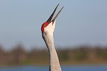 Florida sandhill crane (Grus canadensis pratensis) vocalising, Lakeland, Florida, USA, January