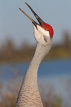 Florida sandhill crane (Grus canadensis pratensis) vocalising, Lakeland, Florida, USA, January