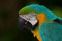 Blue and Yellow macaw (Ara ararauna), captive, native to woodlands of tropical South America, from Venezuela south to Peru, Brazil, Bolivia, and Paraguay, restricted in Central America to Panama, non-...