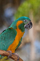 Blue throated macaw (Ara glaucogularis), captive, native and endemic to small area of north central Bolivia, critically endangered